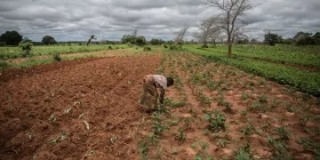 World Bank stamps $208mn Zambia grant to face drought