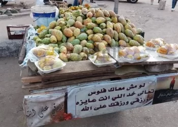 Prickly pears for hydration 10 - Egyptian Gazette Prickly pears for hydration