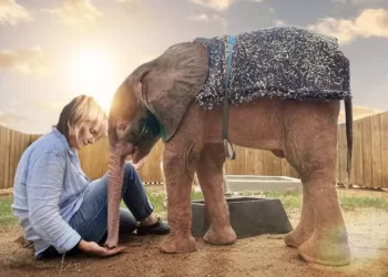 The riveting journey of an orphaned elephant