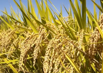 “Registration of 10 rice trade food facilities, 79 wheat storage inspection visits”