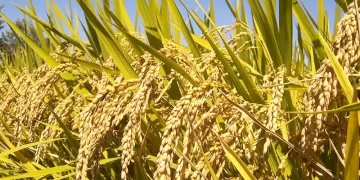 “Registration of 10 rice trade food facilities, 79 wheat storage inspection visits”