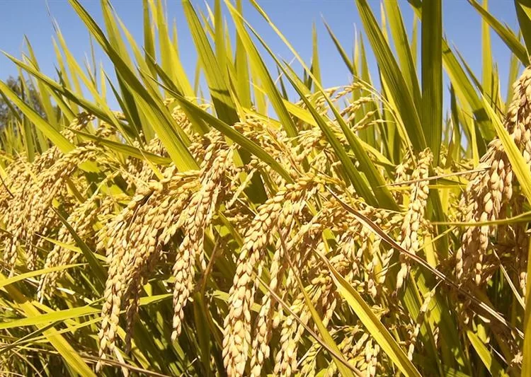 "Registration of 10 rice trade food facilities, 79 wheat storage inspection visits" 2 - Egyptian Gazette "Registration of 10 rice trade food facilities, 79 wheat storage inspection visits" 1 - Egyptian Gazette