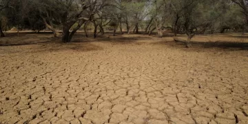 45% of lands in Africa affected by desertification, drought, official in Côte d’Ivoire says