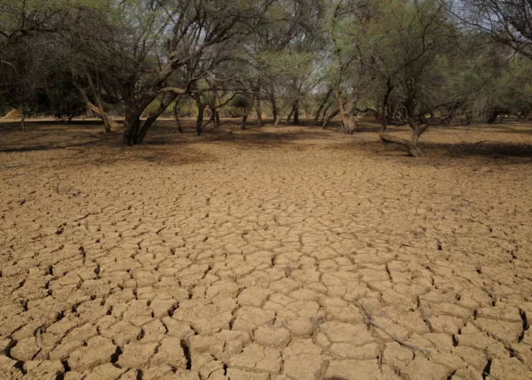 45% of lands in Africa affected by desertification, drought, official in Côte d'Ivoire says 1 - Egyptian Gazette Dry earth is pictured in a field, in an area that is part of the Great Green Wall of the Sahara and the Sahel, on the outskirts of Walalde department, in Senegal, July 11, 2021. The Green Wall initiative was launched in 2007 with aims to slow desertification across Africa's Sahel region, the arid belt south of the Sahara Desert, by planting a line of trees from Senegal to Djibouti. REUTERS/Zohra Bensemra SEARCH "BENSEMRA REFORESTATION" FOR THIS STORY. SEARCH "WIDER IMAGE" FOR ALL STORIES