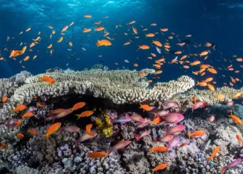 National initiative to safeguard coral reefs in Red Sea