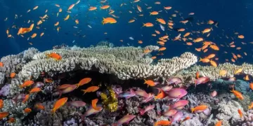 National initiative to safeguard coral reefs in Red Sea
