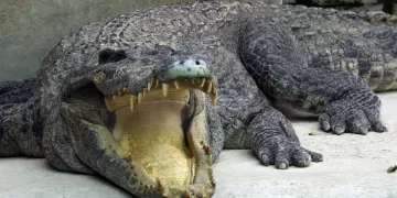 How a nearly extinct crocodile species returned from the brink in Cambodia 1 - Egyptian Gazette How a nearly extinct crocodile species returned from the brink in Cambodia