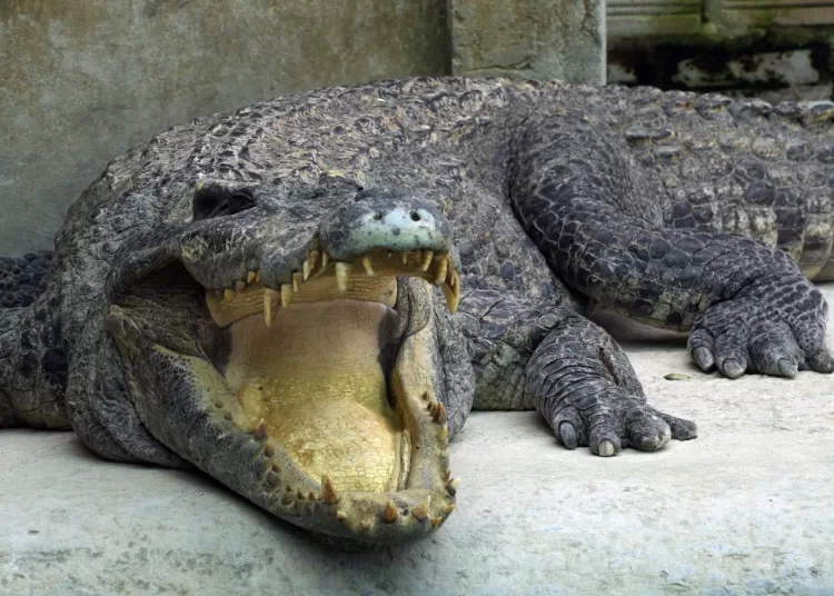 How a nearly extinct crocodile species returned from the brink in Cambodia 1 - Egyptian Gazette