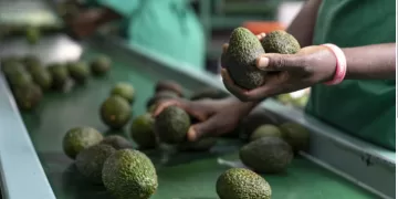 Number of food consignments exported reached 3,660: NFSA 1 - Egyptian Gazette Number of food consignments exported reached 3,660: NFSA