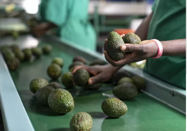 Number of food consignments exported reached 3,660: NFSA 2 - Egyptian Gazette Number of food consignments exported reached 3,660: NFSA 1 - Egyptian Gazette