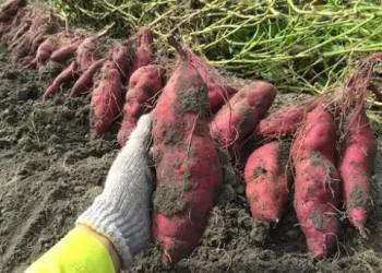 Pomegranate, sweet potatoes top agriculture exports list