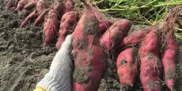 Pomegranate, sweet potatoes top agriculture exports list 1 - Egyptian Gazette Pomegranate, sweet potatoes top agriculture exports list