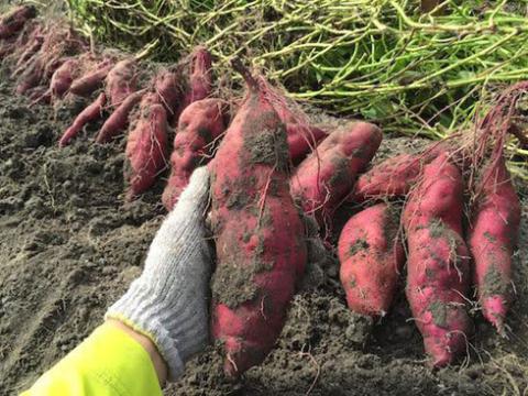 Pomegranate, sweet potatoes top agriculture exports list 2 - Egyptian Gazette Pomegranate, sweet potatoes top agriculture exports list 1 - Egyptian Gazette