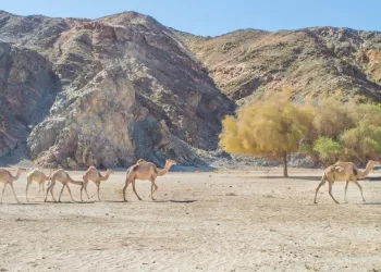 Egypt’s Gharb Suhail, Abu Ghosoun win rural tourism accolades