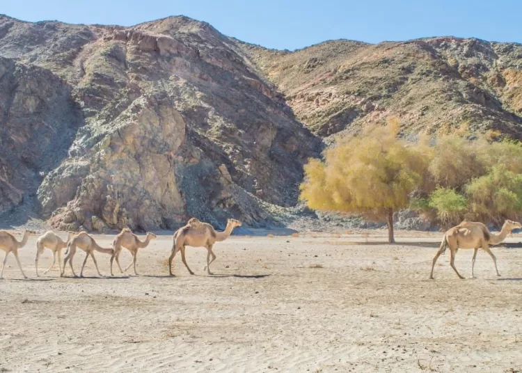 Egypt's Gharb Suhail, Abu Ghosoun win rural tourism accolades 2 - Egyptian Gazette Egypt's Gharb Suhail, Abu Ghosoun win rural tourism accolades 1 - Egyptian Gazette