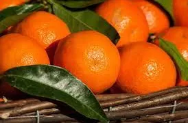 Report: Citrus tops list of food exports
