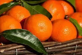 Report: Citrus tops list of food exports