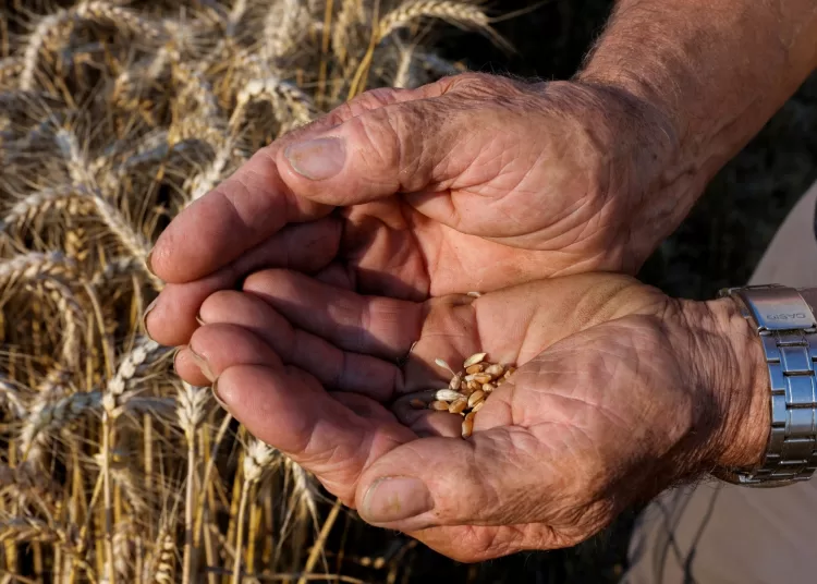 Food insecurity poses threat to developing countries 2 - Egyptian Gazette Food insecurity poses threat to developing countries 1 - Egyptian Gazette