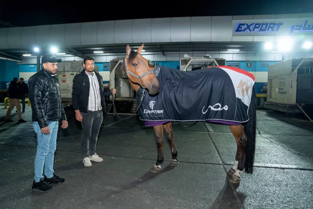 EgyptAir becomes official carrier for equestrian team at Qatar Championship 10 - Egyptian Gazette EgyptAir becomes official carrier for equestrian team at Qatar Championship 9 - Egyptian Gazette