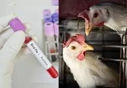 US records first human bird flu death 1 - Egyptian Gazette US records first human bird flu death