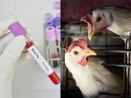 US records first human bird flu death