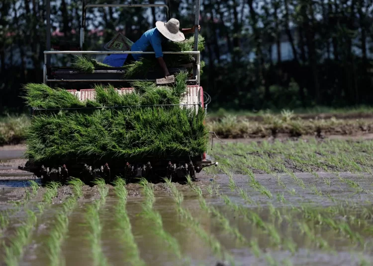 WB: Global food security hits alarming levels 2 - Egyptian Gazette WB: Global food security hits alarming levels 1 - Egyptian Gazette