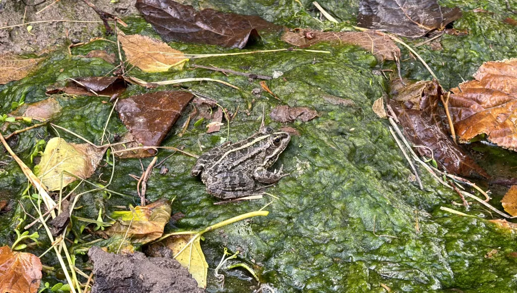 Al Ahsa Oasis Focus of Saudi's Triennale Debut 13 - Egyptian Gazette