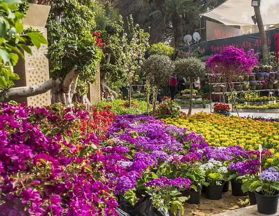 Ministers inspect final preparations for Flowers Exhibition 2 - Egyptian Gazette Ministers inspect final preparations for Flowers Exhibition 1 - Egyptian Gazette