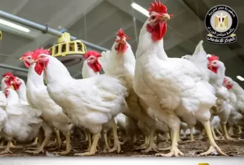 Cabinet: Conditions of poultry farms stable, no virus detected