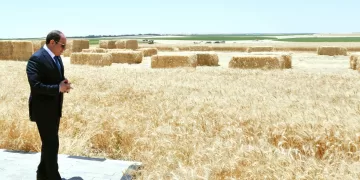 Egypt’s green revolution: