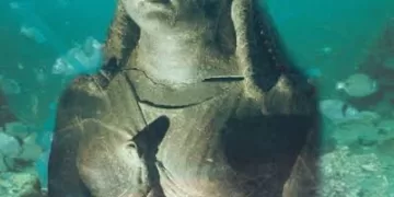 Transforming submerged wonders into a living museum in Alexandria 1 - Egyptian Gazette Transforming submerged wonders into a living museum in Alexandria