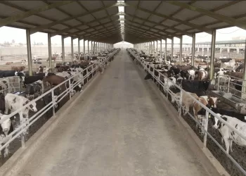 Food Bank launches 2025 sacrifice voucher for Adha Eid 