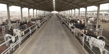 Food Bank launches 2025 sacrifice voucher for Adha Eid 1 - Egyptian Gazette Food Bank launches 2025 sacrifice voucher for Adha Eid