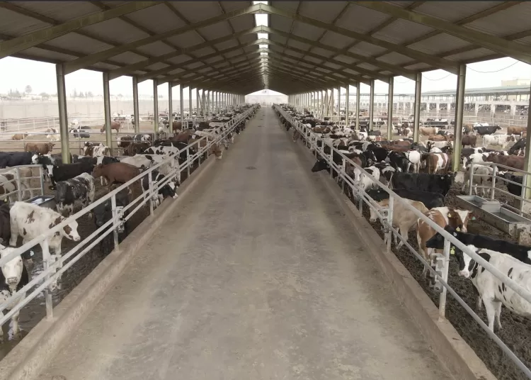 Food Bank launches 2025 sacrifice voucher for Adha Eid  1 - Egyptian Gazette