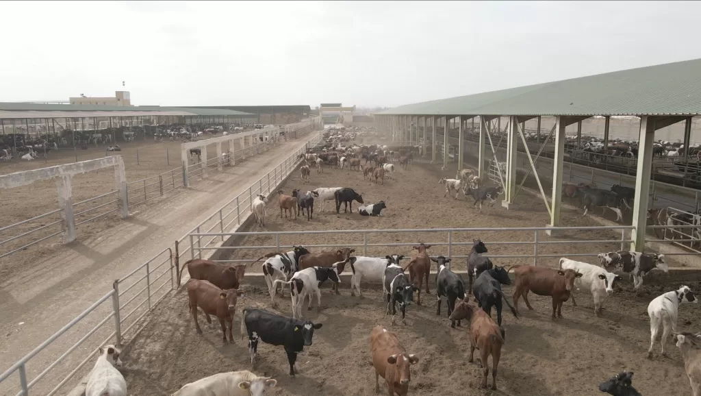 Food Bank launches 2025 sacrifice voucher for Adha Eid  3 - Egyptian Gazette