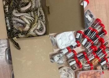 Cairo Airport customs nabs scorpion, snake smuggler