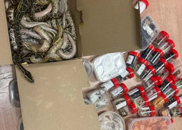 Cairo Airport customs nabs scorpion, snake smuggler 1 - Egyptian Gazette