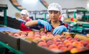 “200,000 tonnes of food exported in week”