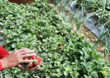 Egypt’s agricultural exports reach 6.5 mn tons so far