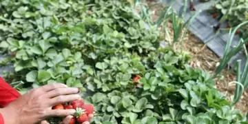 Egypt’s agricultural exports reach 6.5 mn tons so far