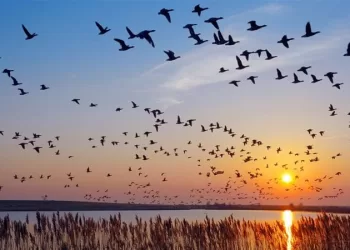 Egypt serves as world’s most important migratory route for birds