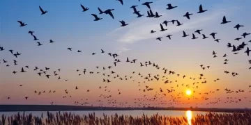 Egypt serves as world’s most important migratory route for birds