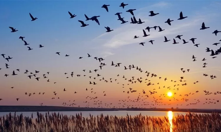 Egypt serves as world's most important migratory route for birds 1 - Egyptian Gazette