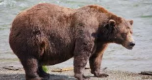 Fat Bear Week returns in Alaska