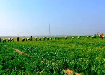 ‘Future of Egypt’: Turning desert sand into green wealth