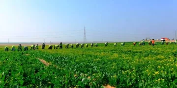 ‘Future of Egypt’: Turning desert sand into green wealth