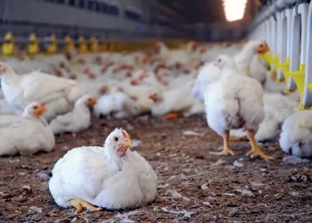 Egypt seeks to boost local poultry production, keep prices affordable