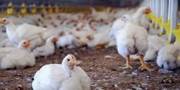 Egypt seeks to boost local poultry production, keep prices affordable