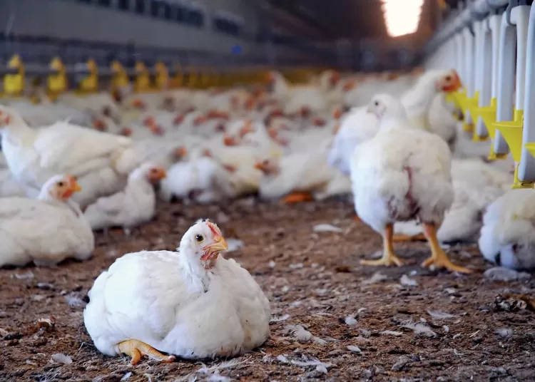 Egypt seeks to boost local poultry production, keep prices affordable 2 - Egyptian Gazette Egypt seeks to boost local poultry production, keep prices affordable 1 - Egyptian Gazette