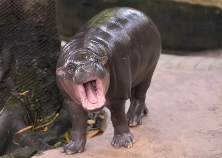 Hippo